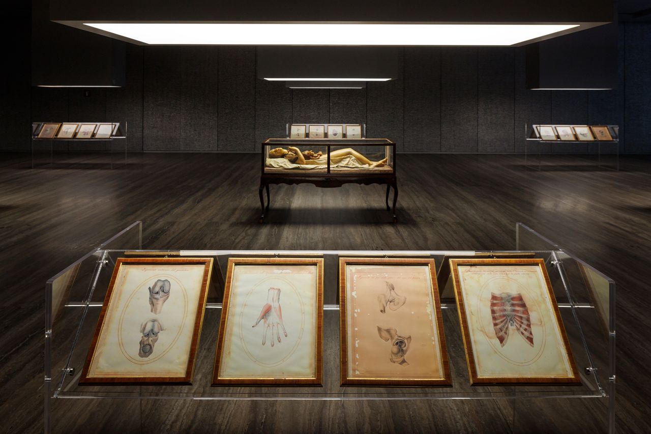 Cere Anatomiche 9.jpg