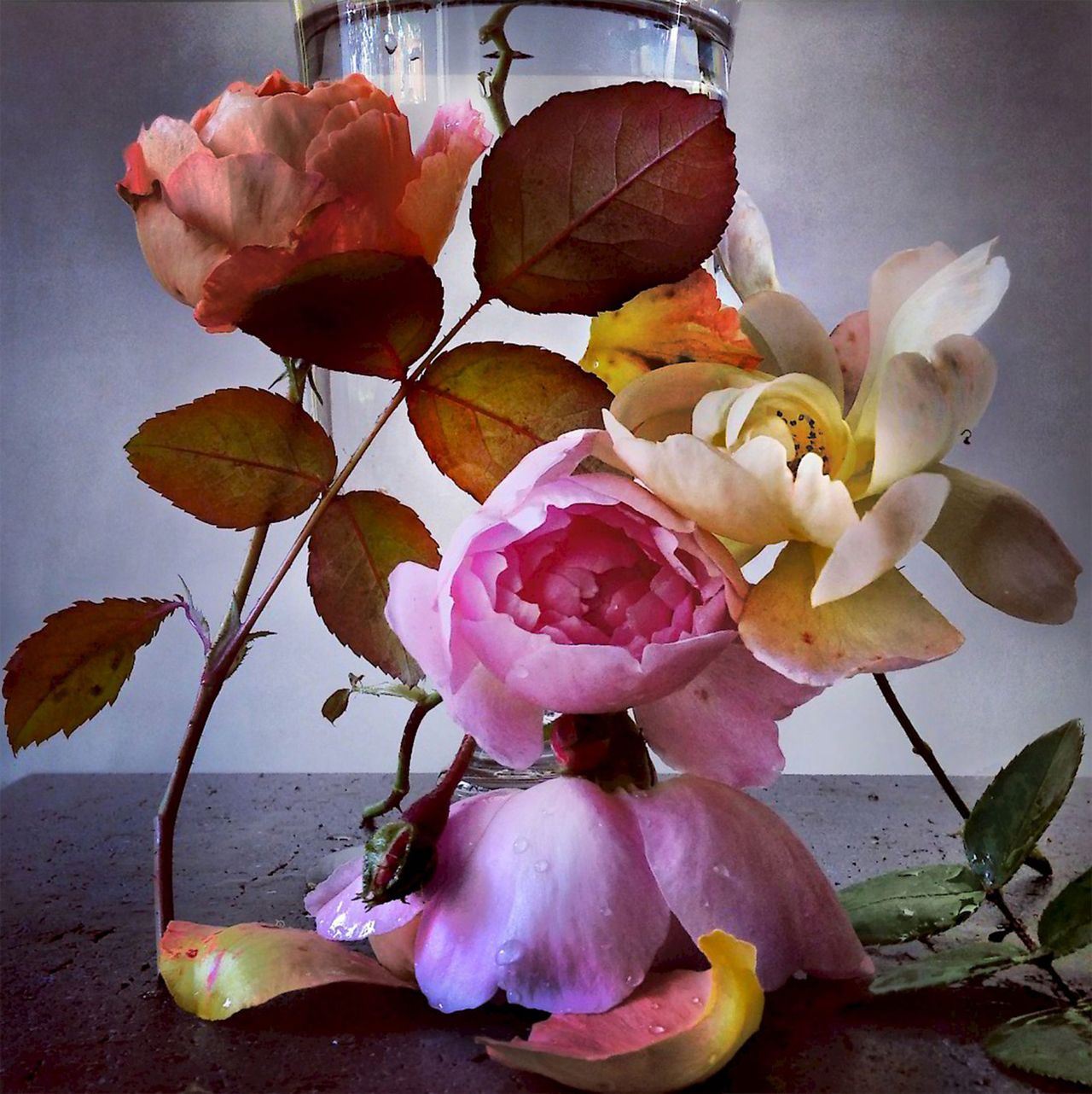 Nickknight Roses Instagram 2.jpg
