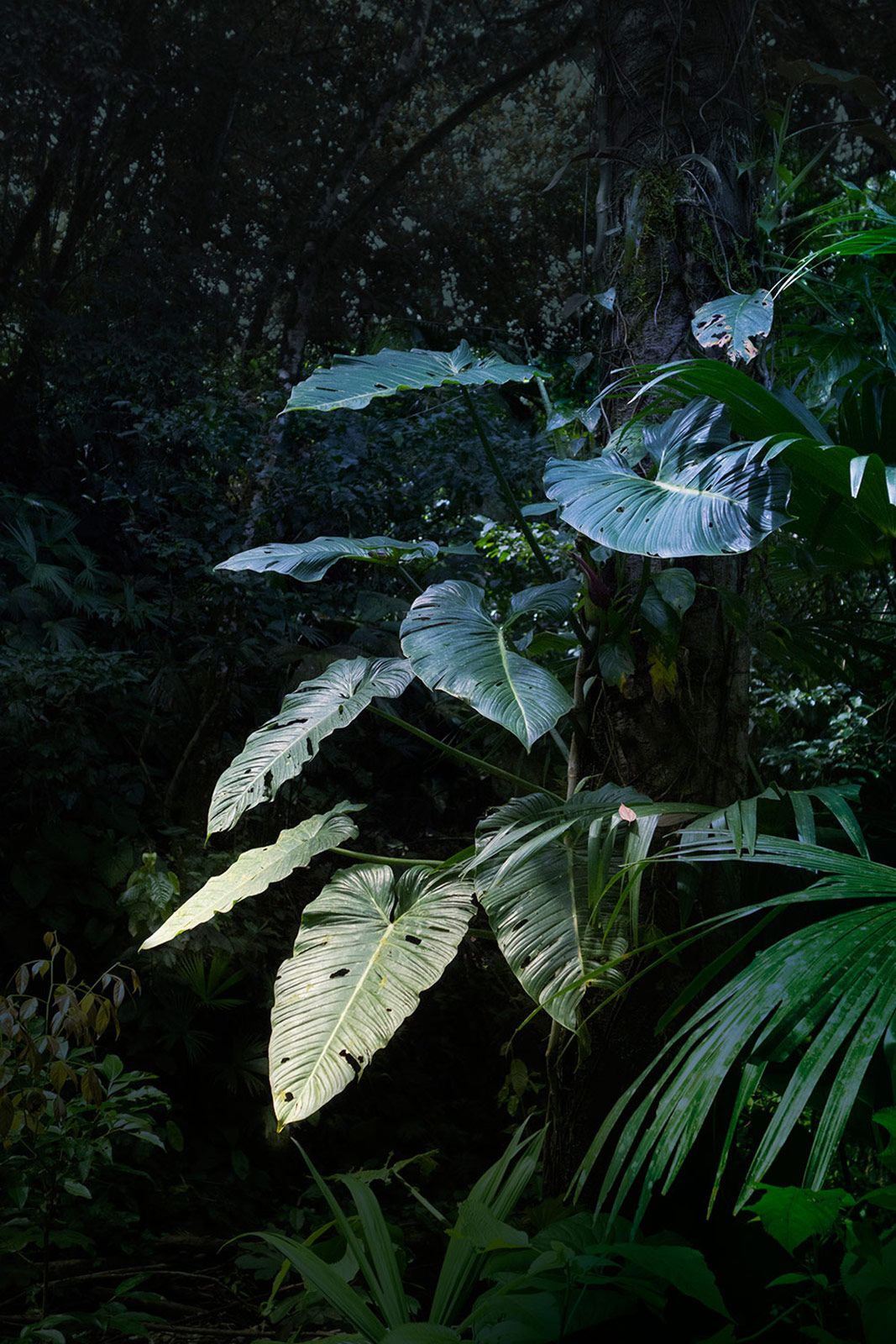 Elsa Leydier Plantanos Con Platino 7.jpg