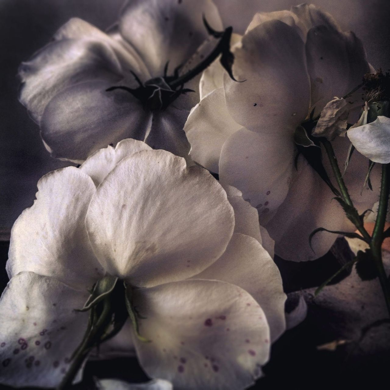 Nickknight Roses Instagram 6.jpg