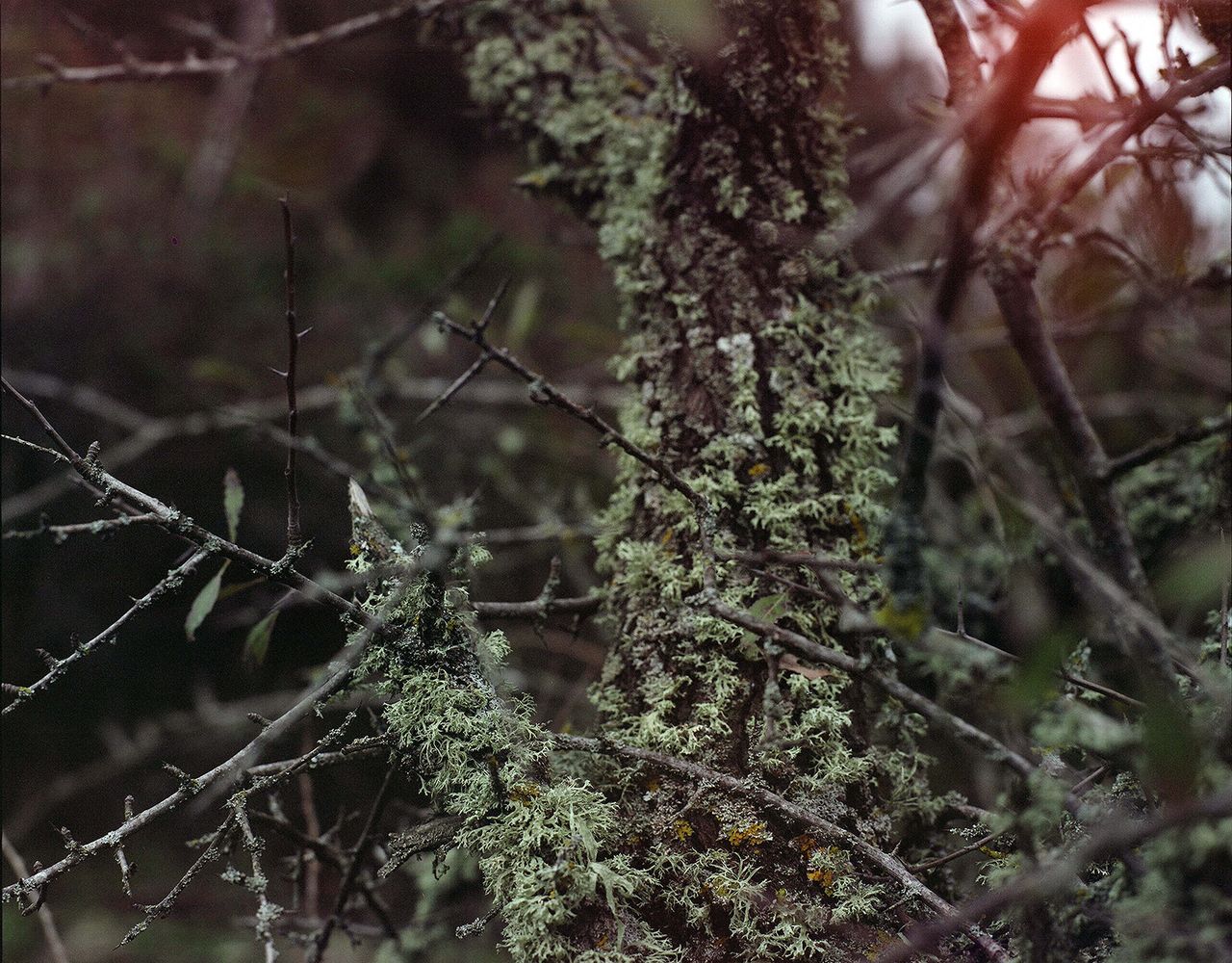 Objects in Nature.jpg