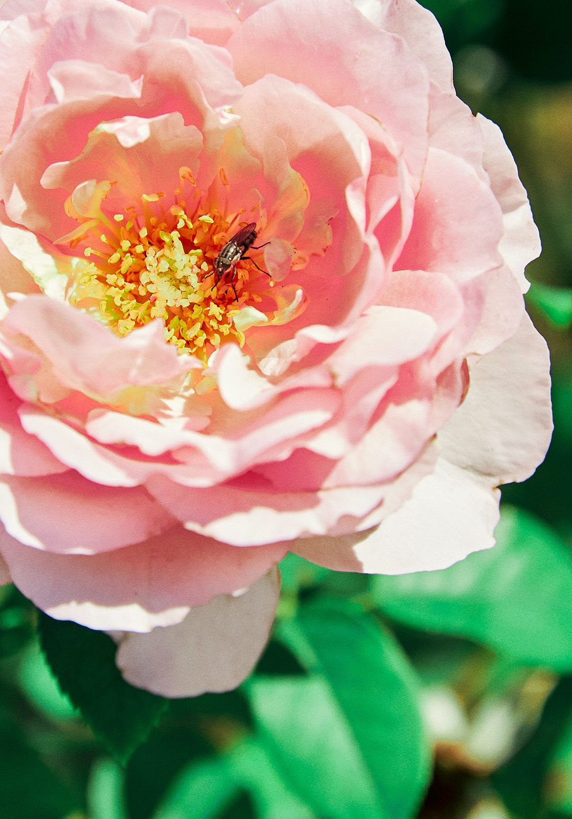 Flowers Make My Laugh  Laia Benavides Metalmagazine.jpg