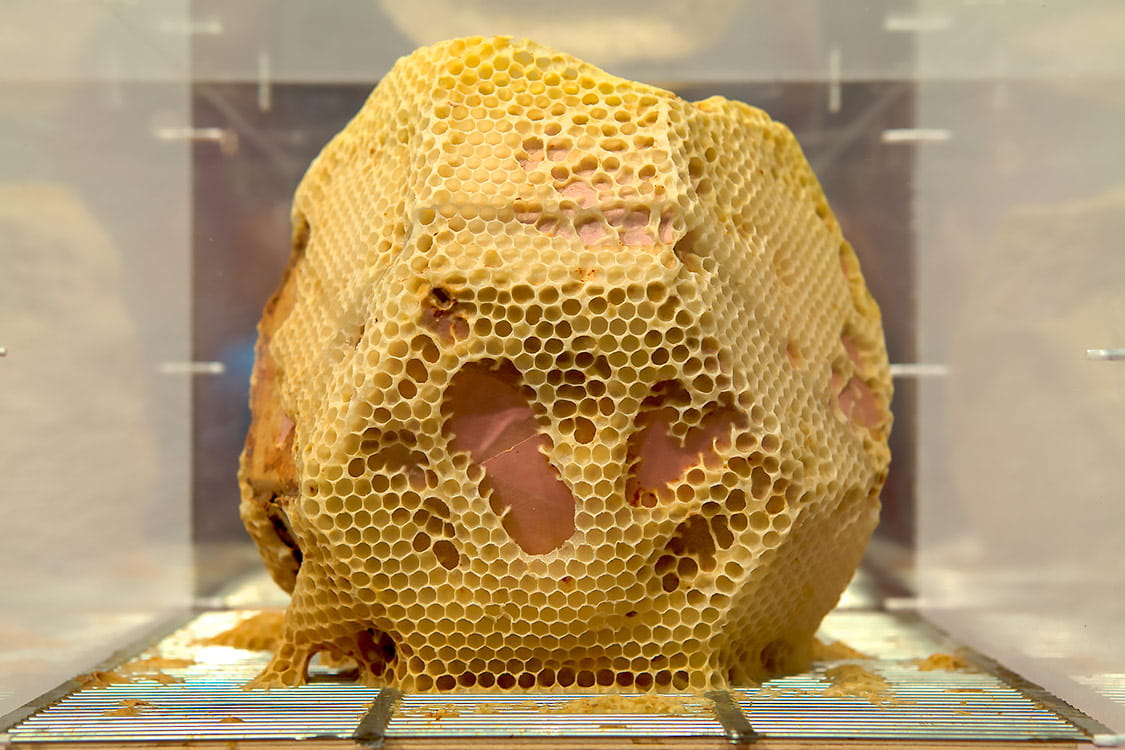 Bee Agency Wax Hexagon Anne Marie Maes 1518615570.jpg