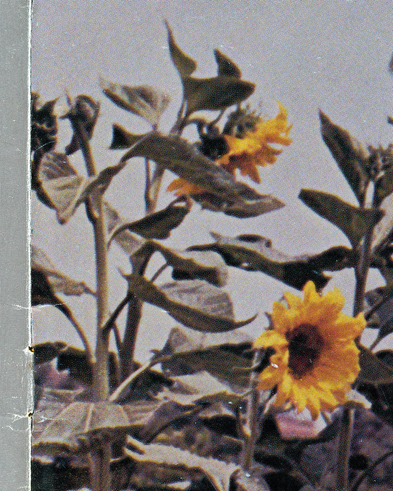 Pacifico Silano Metalmagazine.jpg