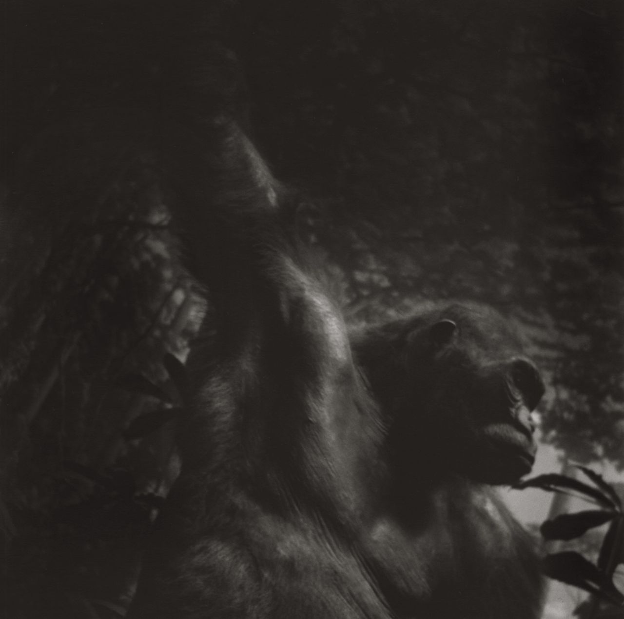 Toerzs Boy on Safari 6.jpg