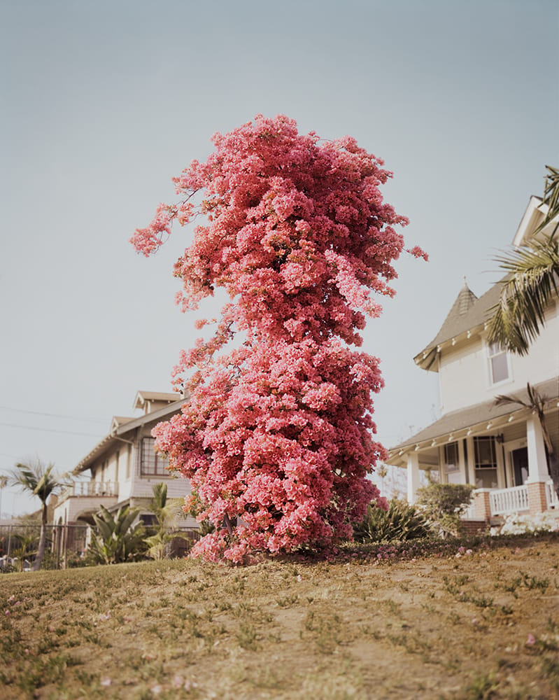 Gregory Halpern.jpeg