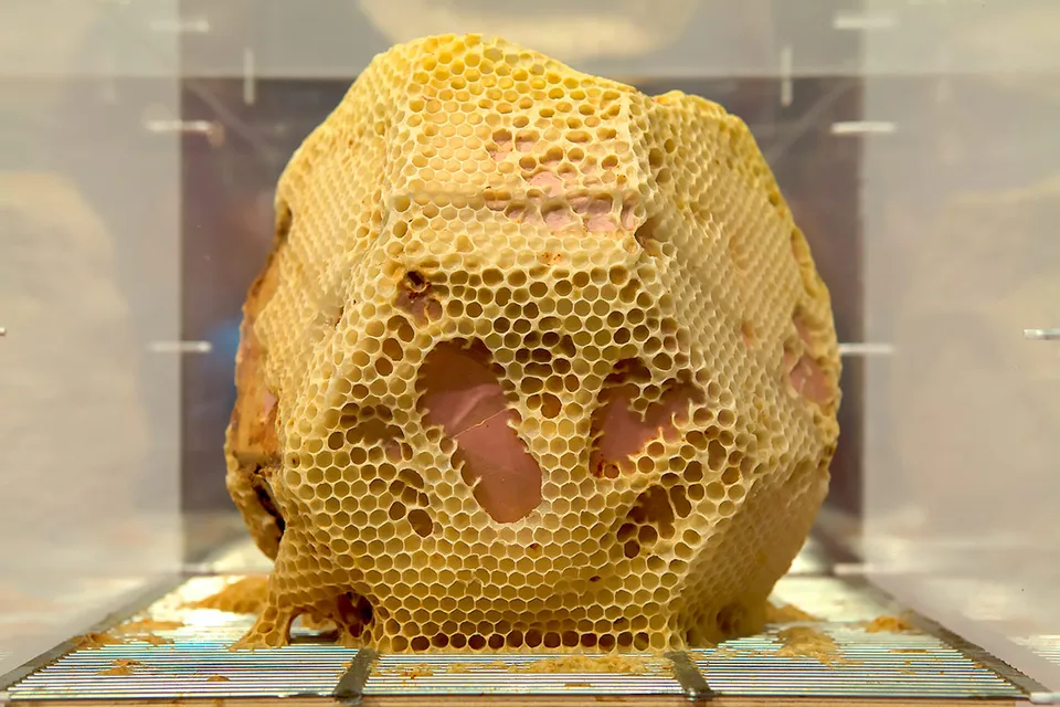 Beehave
