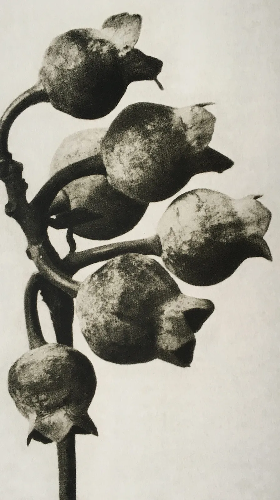 Vaccinium Corymbosum