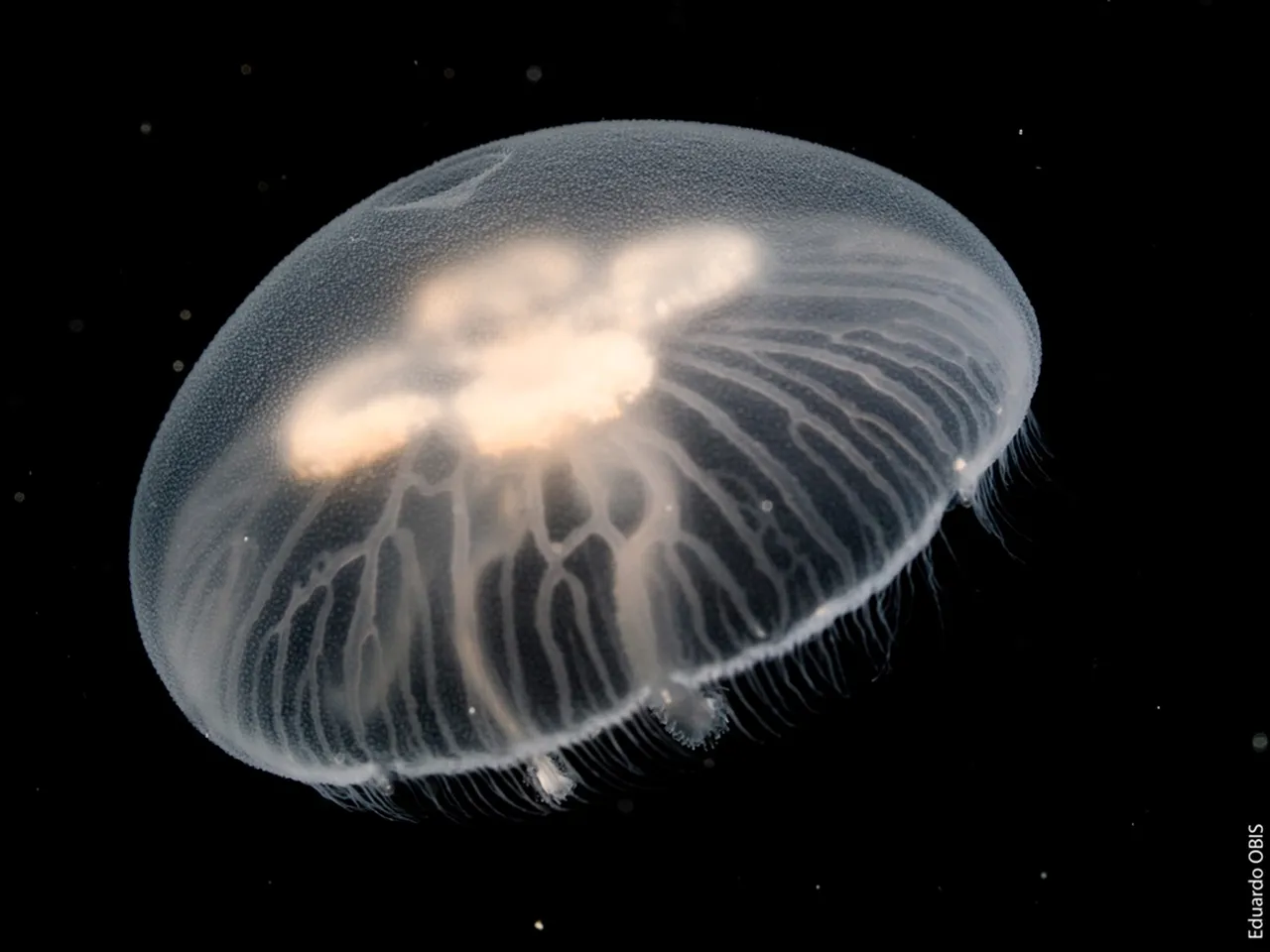 23 Aurelia Sp Eduardo Obis Icm Csic