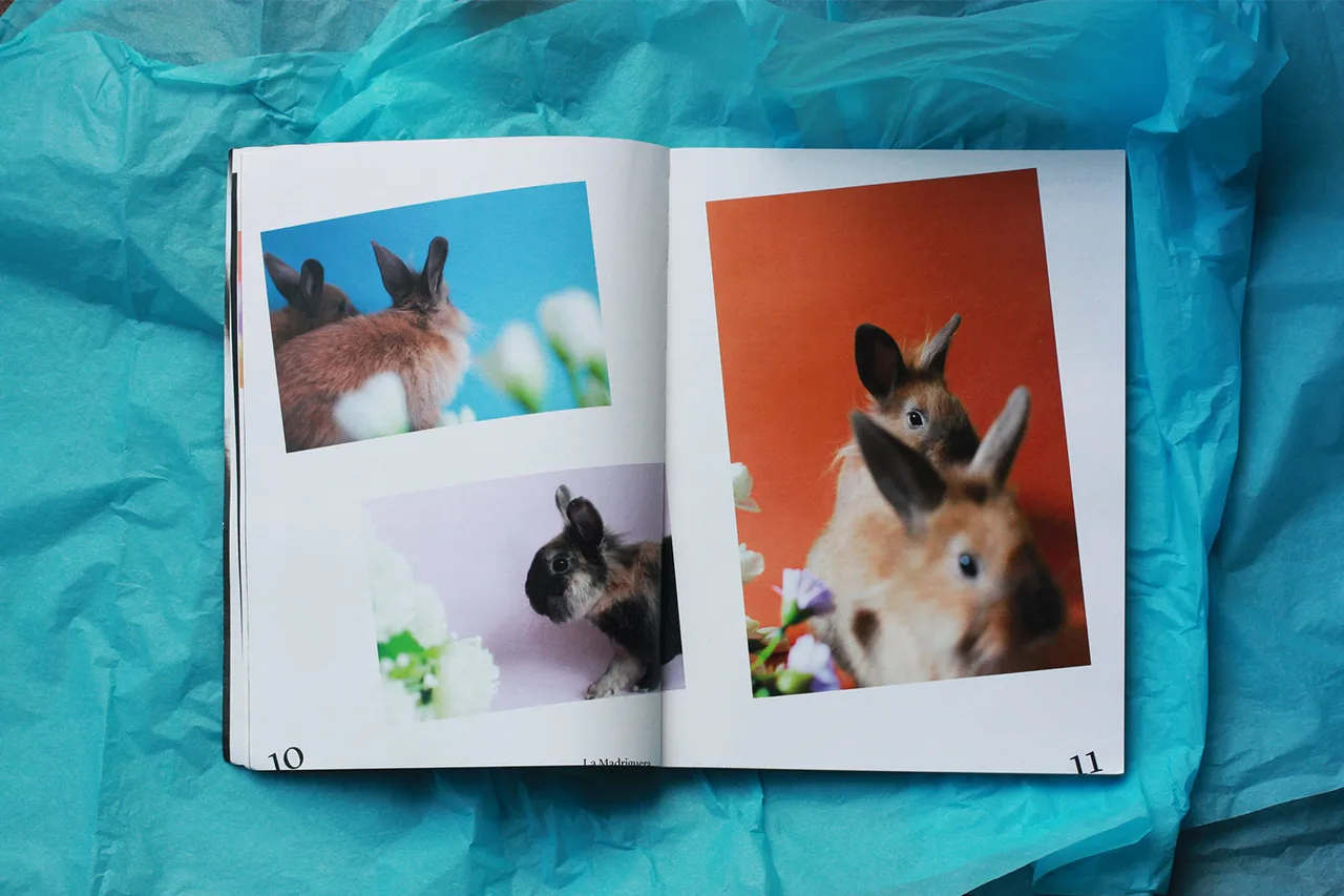 Agapornis Vol3 4