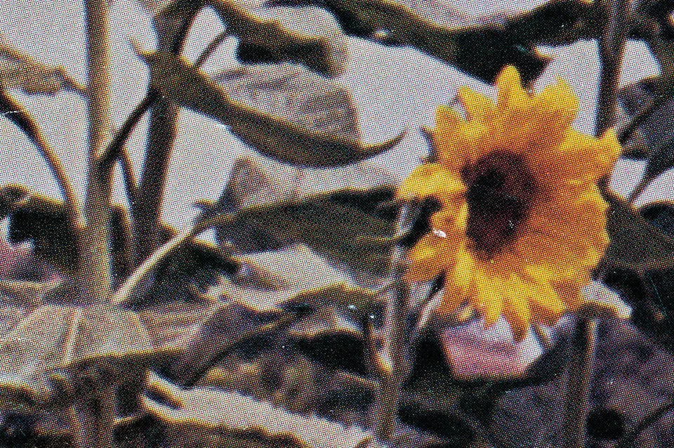 Pacifico Silano