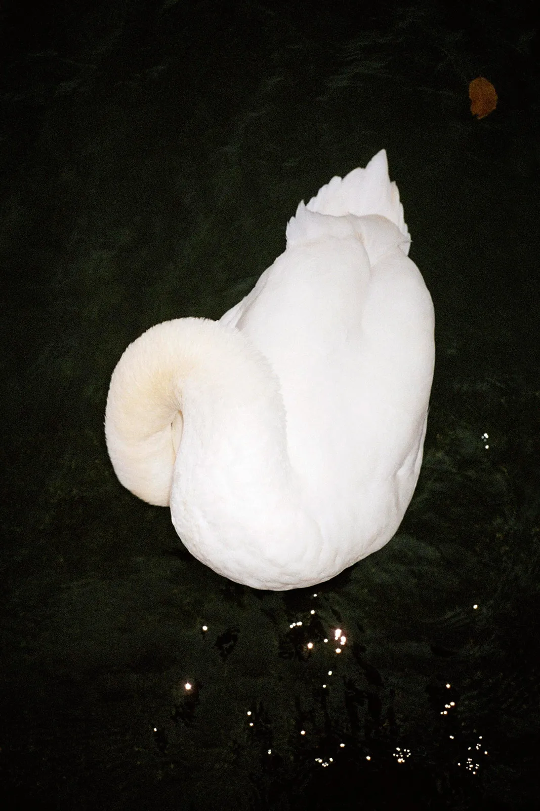 Works Eva Vermandel Swan