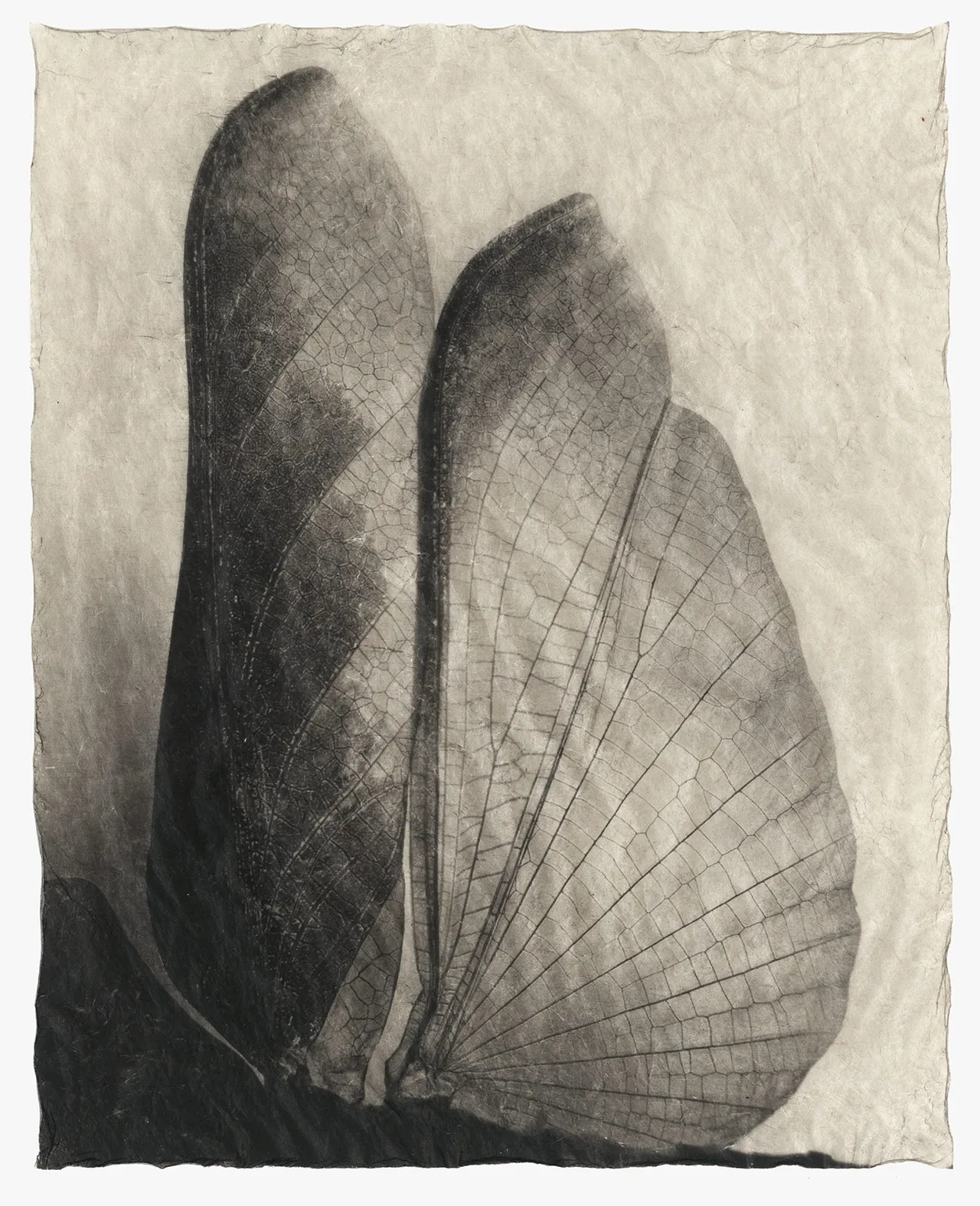 Wing Wing2 Printscan