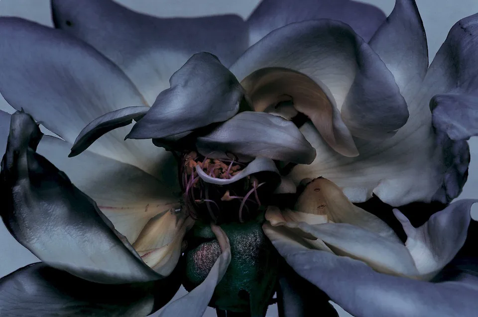 Nick Knight