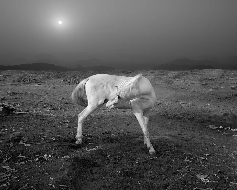 Palm* Photo Prize 2024