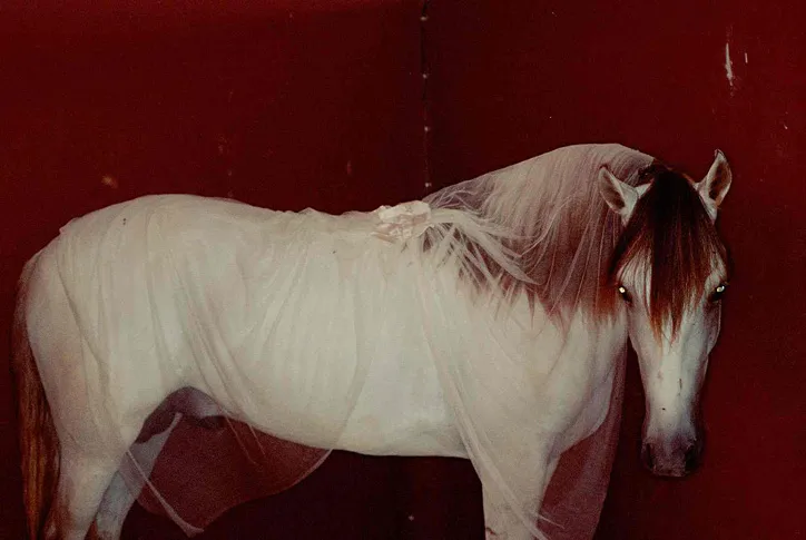Camille Vivier