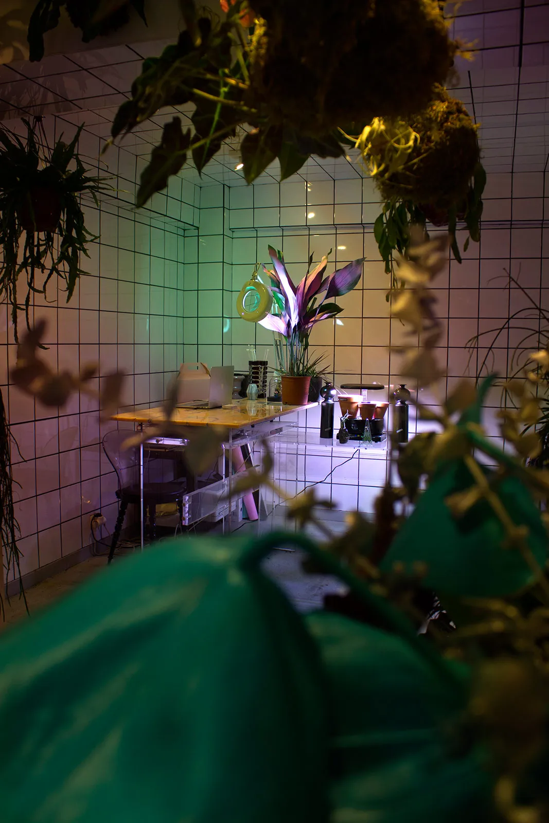 Orquideadracula Metalmagazine 3.jpg