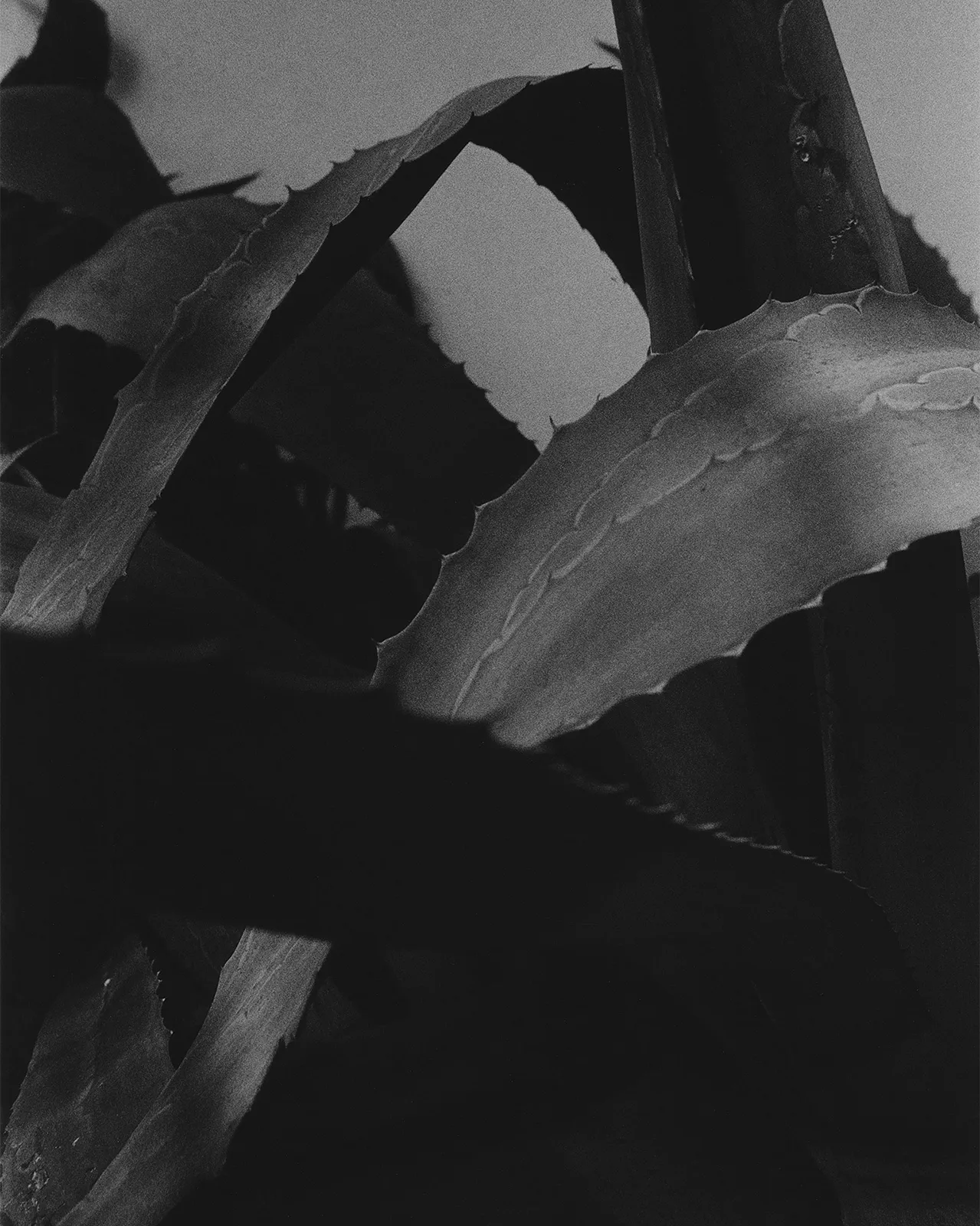 Carina-Lammers_5