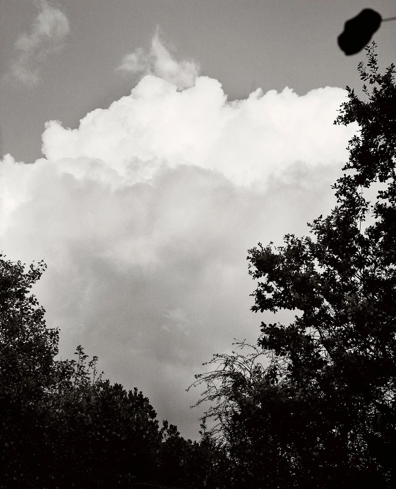 Works Eva Vermandel Cloud and Leaf