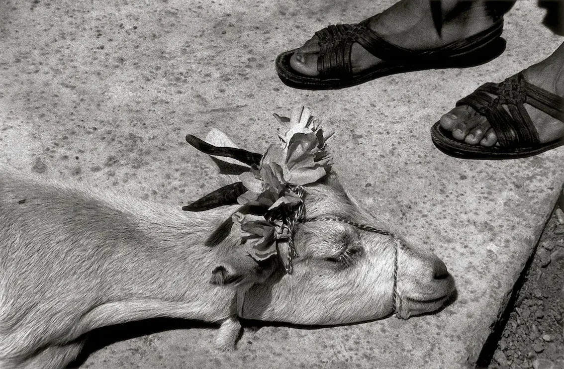TERRENOBALDIO.GRACIELAITURBIDE.GI_PP_2