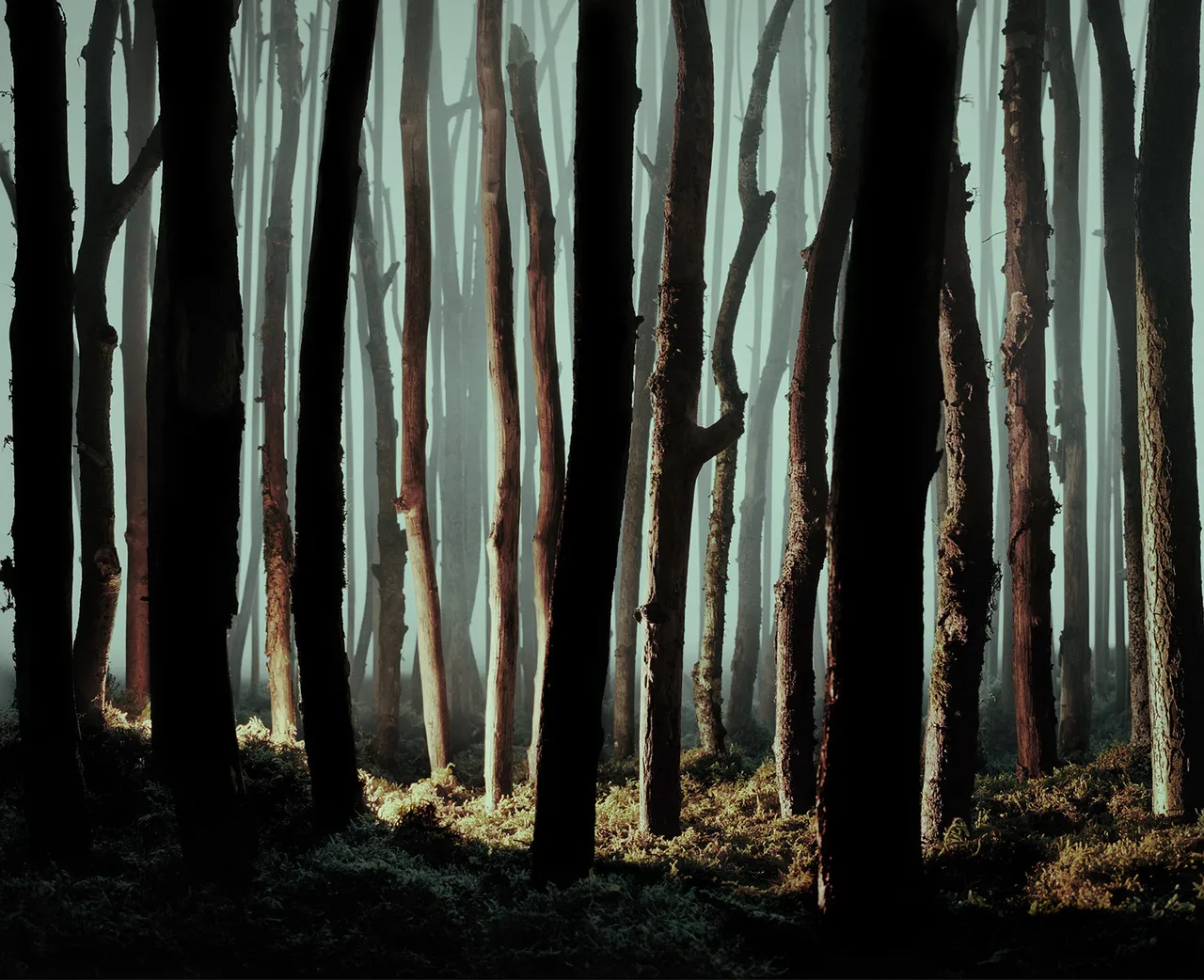An Abundance of Caution Forest