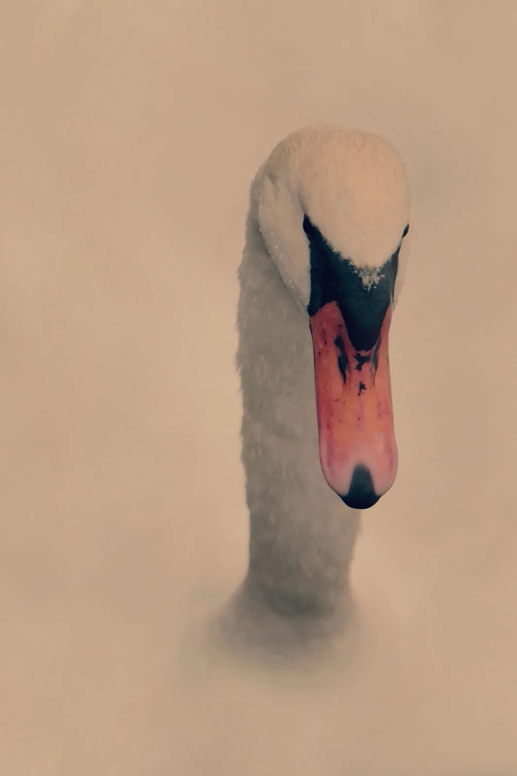 Mg Swan Hea Dv Pola Esther