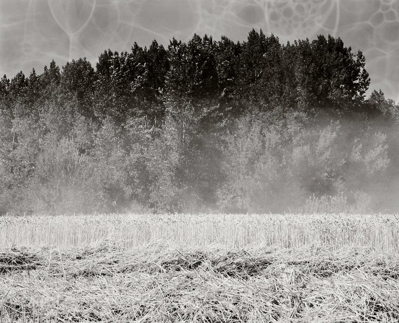 Works Eva Vermandel Harvest