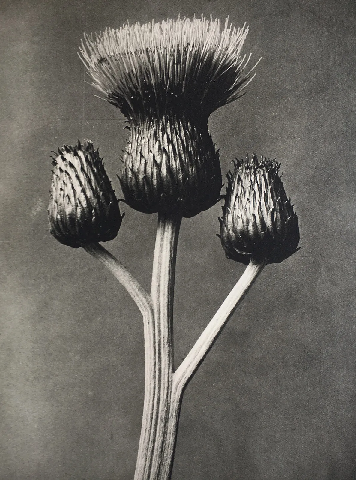 Cirsium Canum