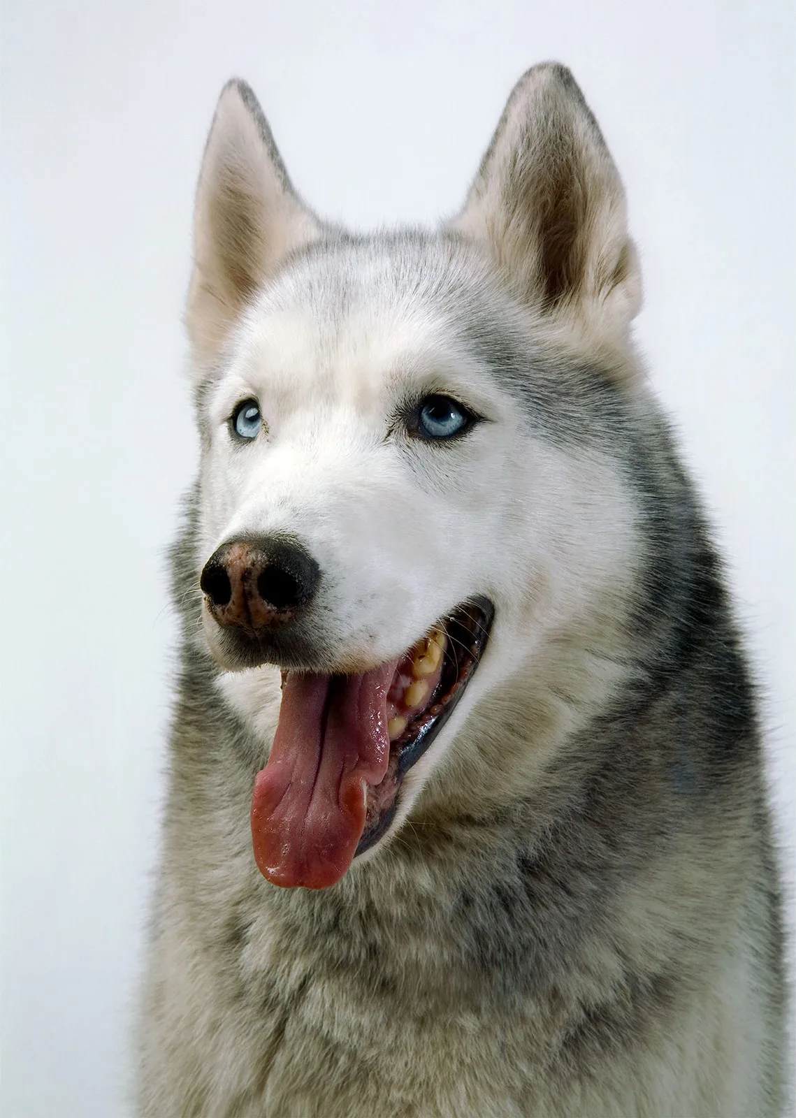 Buck Ellison Living Trust 08 Every Good Boy Does Fine