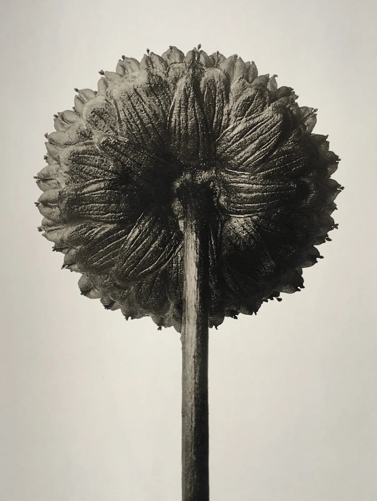 Cotula Coronopifolia