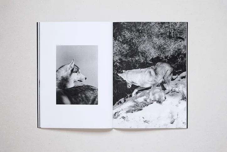 Canis Lupus