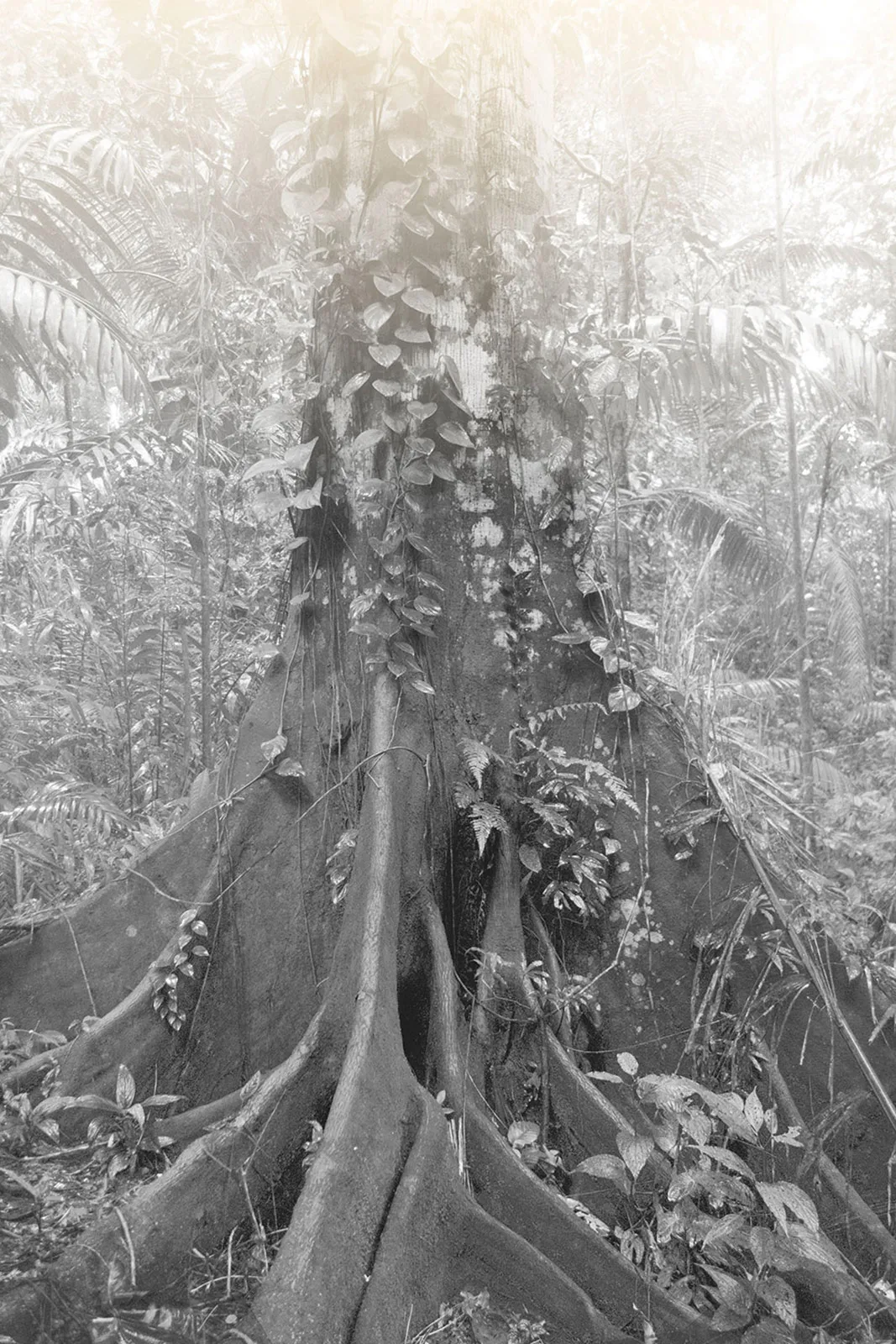 Elsa Leydier Plantanos Con Platino 3