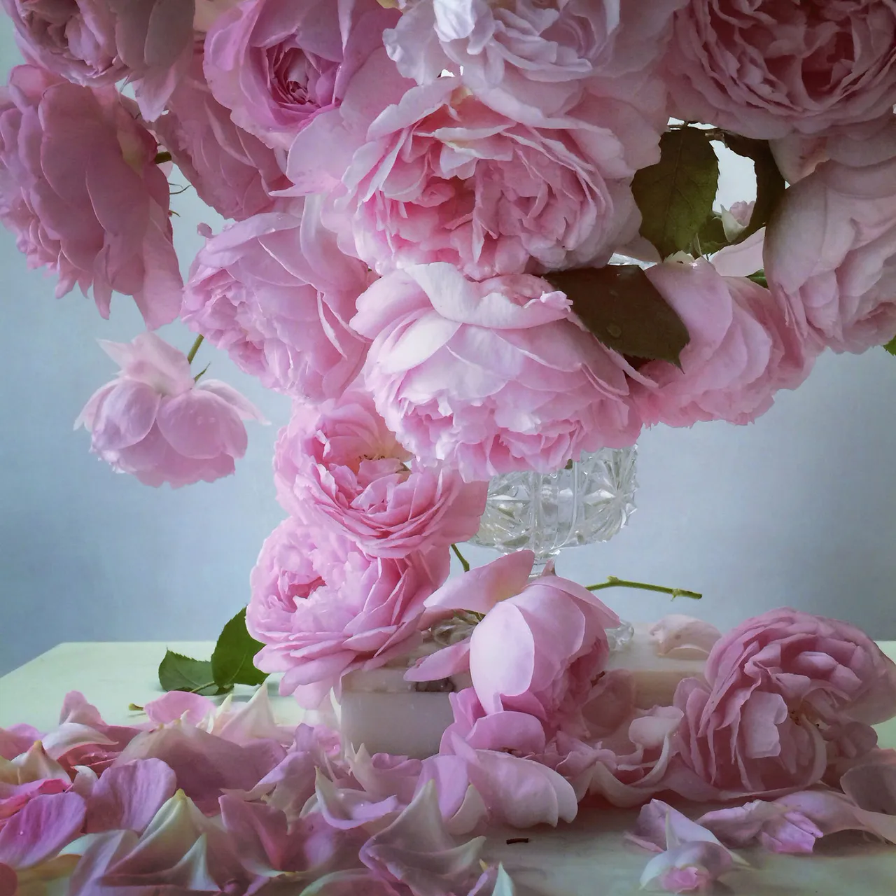 Nickknight Roses Instagram 10