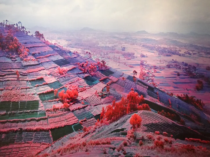 Richard Mosse