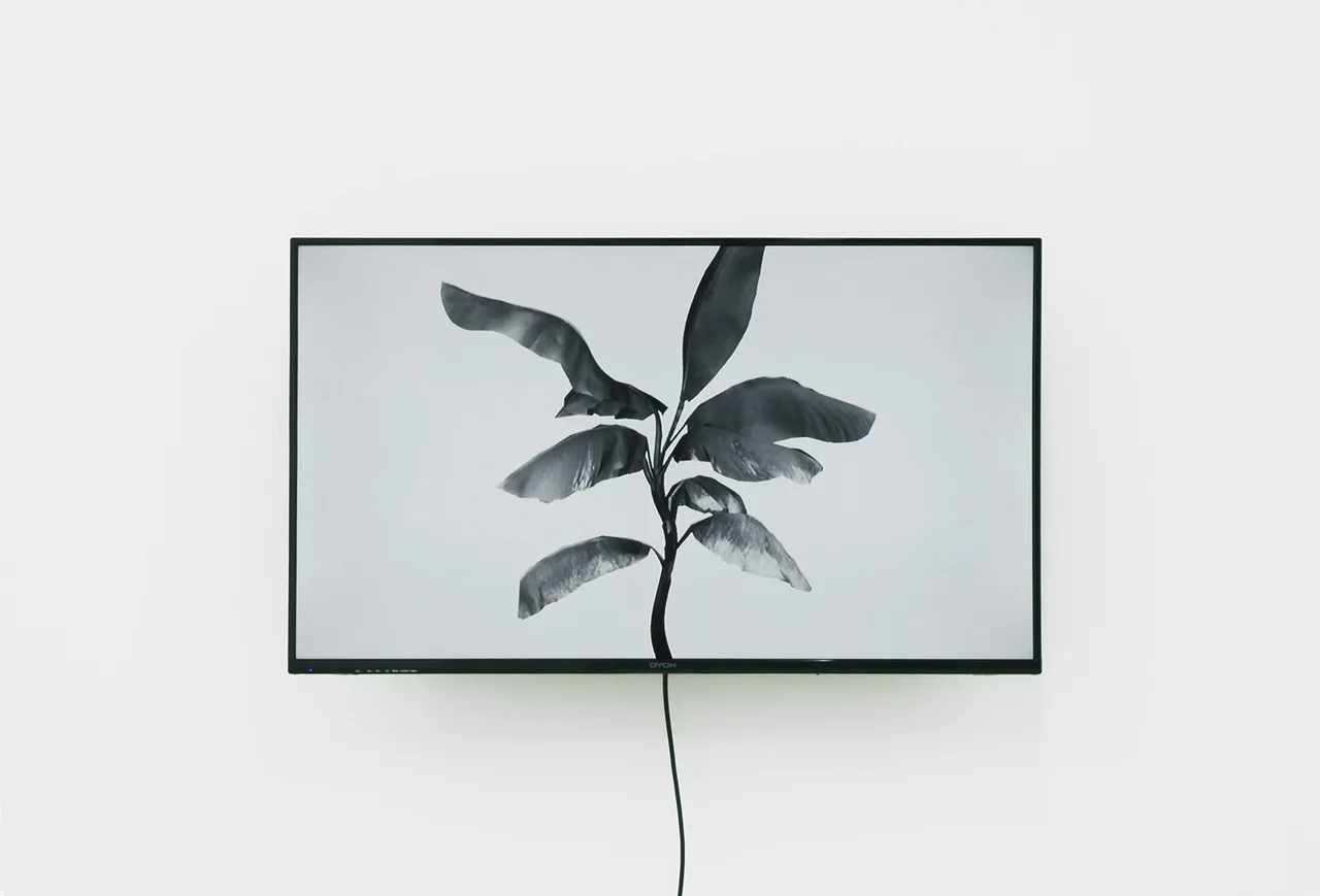 08 Palm Deformation I Mit Borras 2017