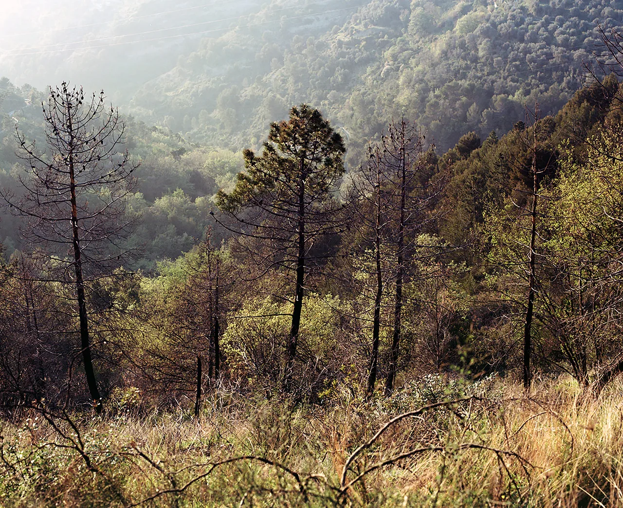Blurred Landscape