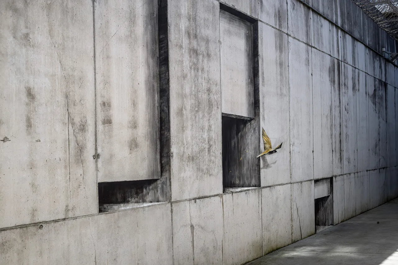 Hollow Walls15
