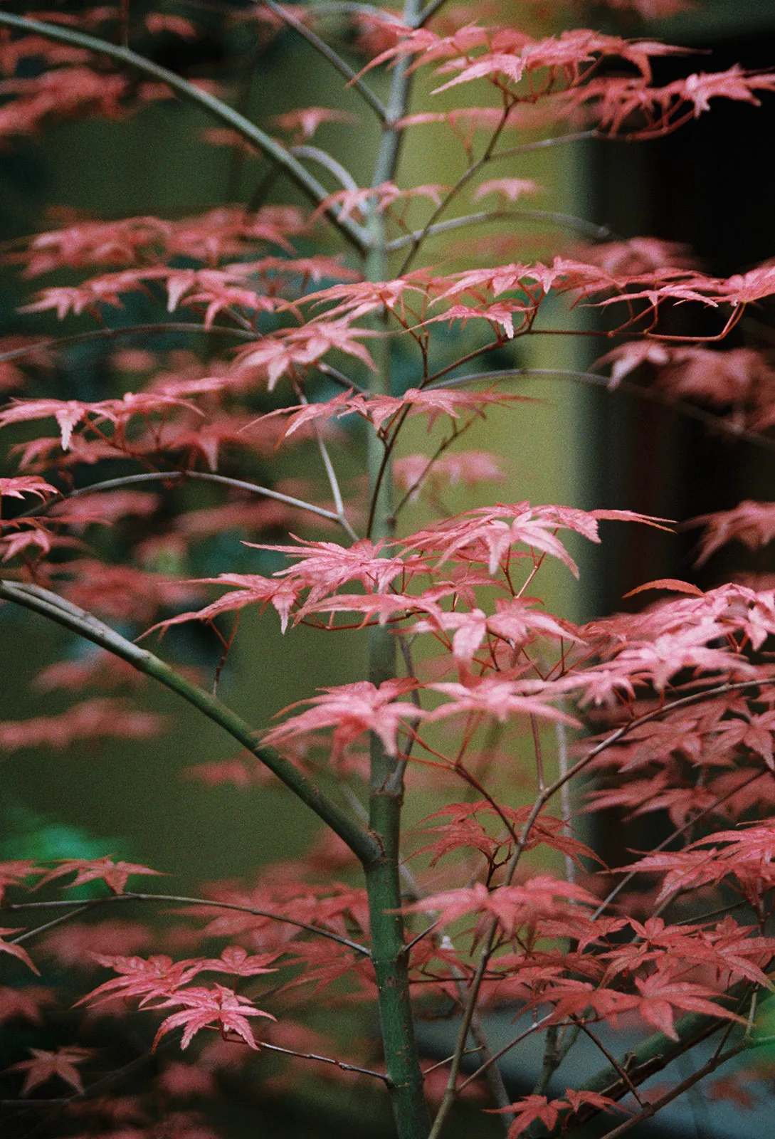 Spring Red Leaves at Keiras Cortyard
