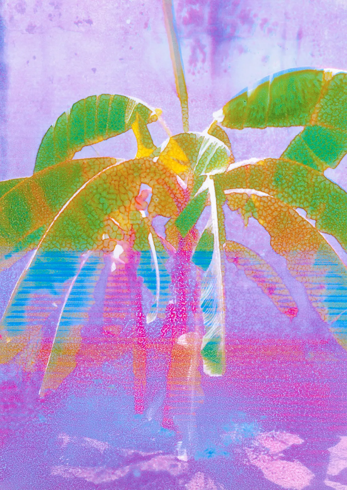 TOBEGALLERY.Olenka-CARRASCO_Árbol-Cambúr-Manzano-BiColor_2024_Archival-pigment-altered-print_1700x1200-mm_TOBE-Gallery