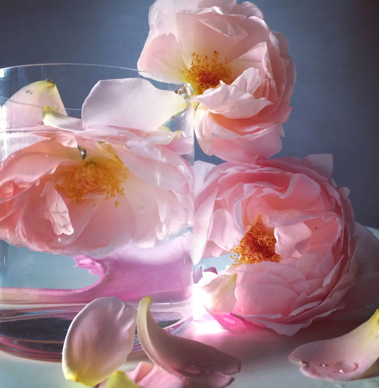 Nickknight Roses Instagram 3