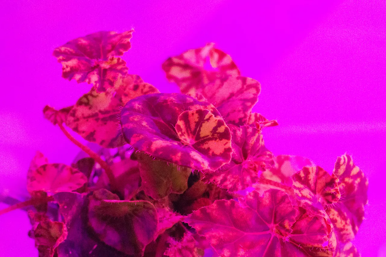 Power Plant Ddw Mv a Pinkplant