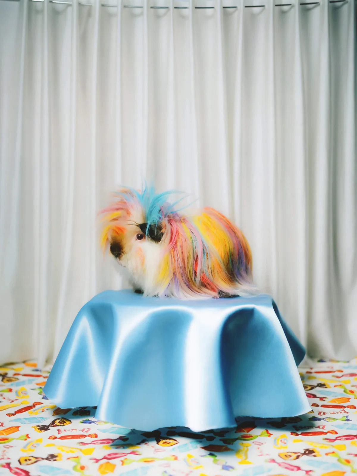 Pin-up Guinea Pigs