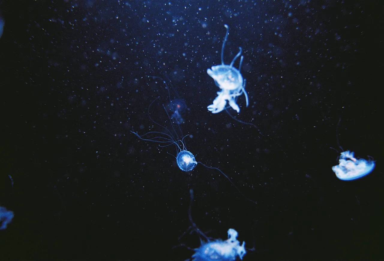 Life Aquatic 2