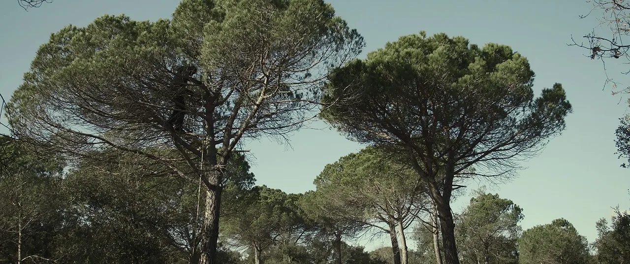 Sotobosque Still 4.jpg