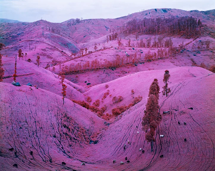 Richard Mosse