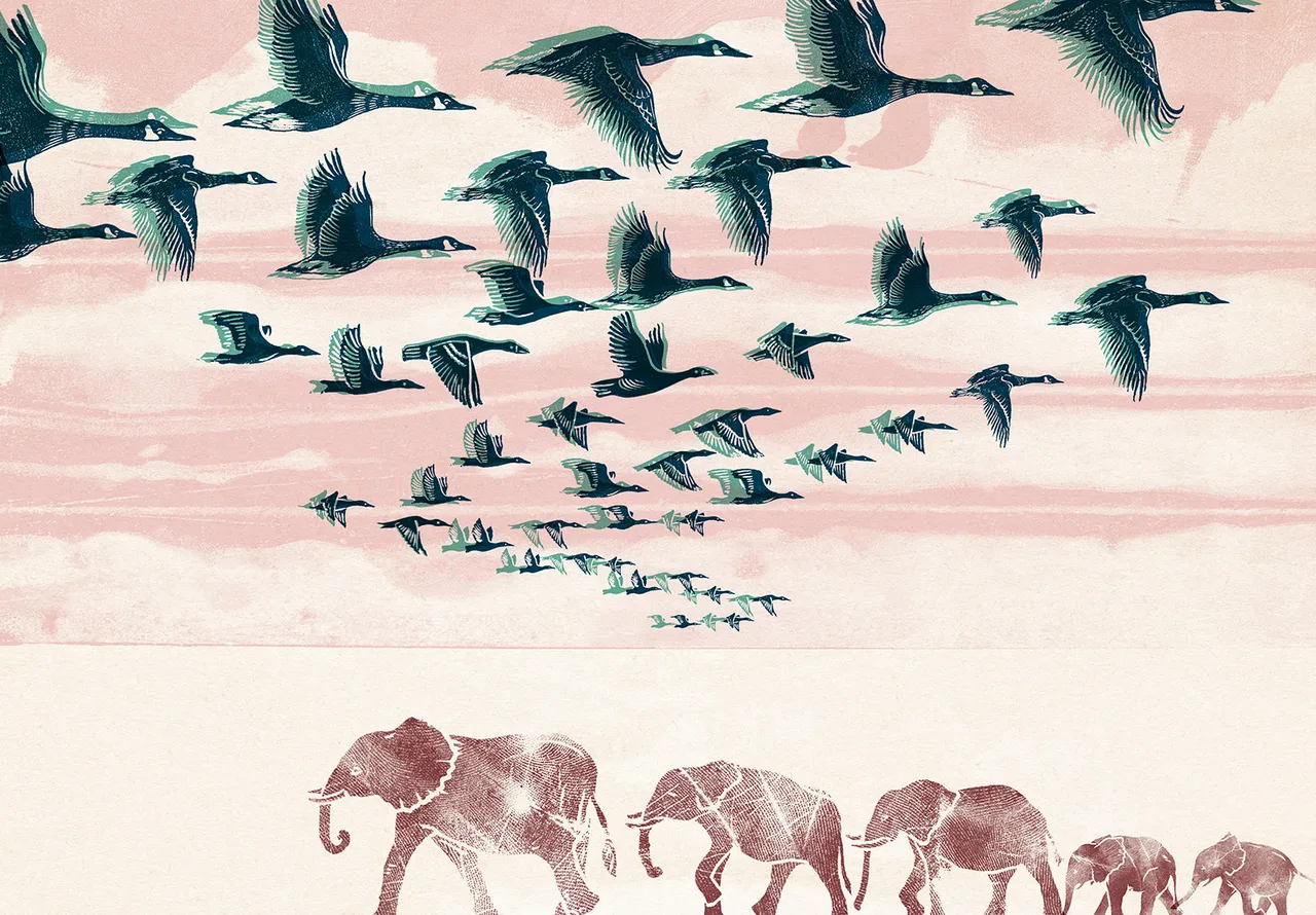 A Lma Animal Migracion