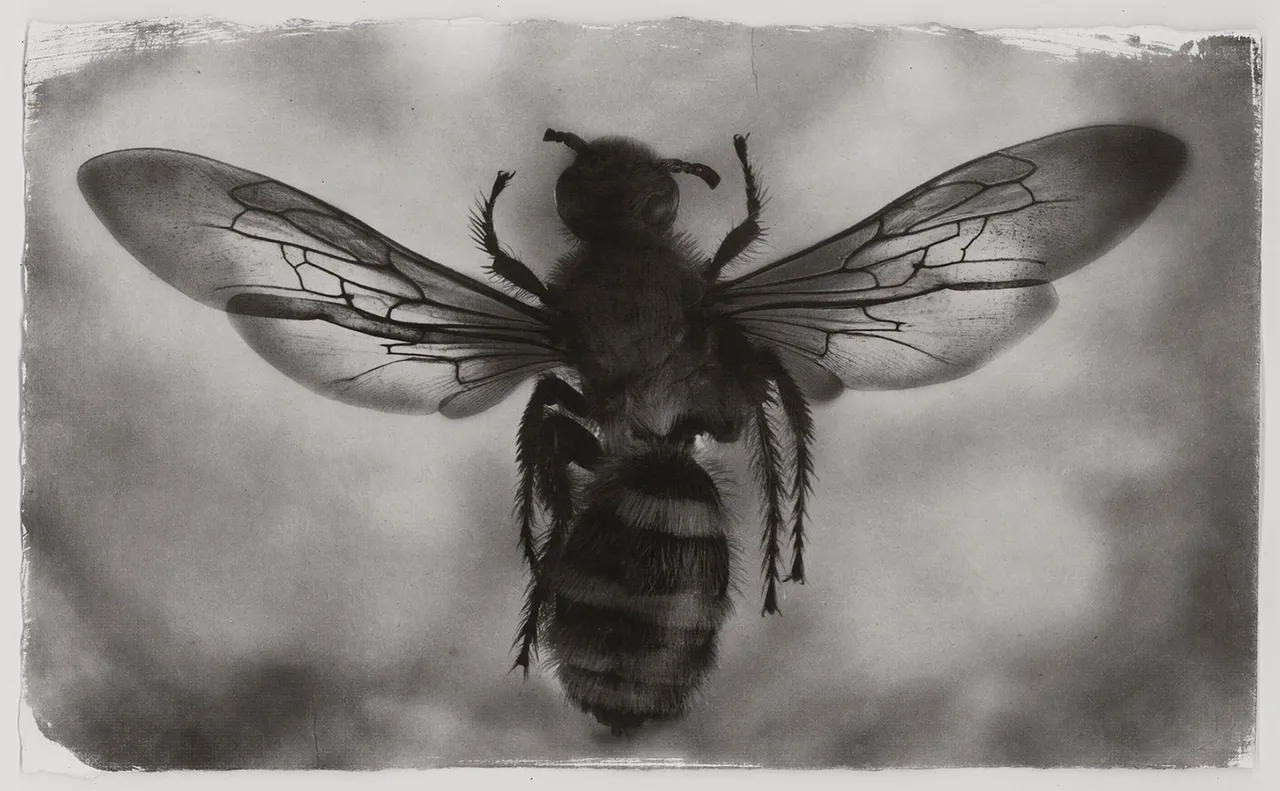 Toerzs Bee Printscan