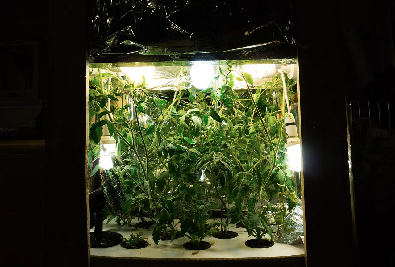 16 Tomato Plants 2