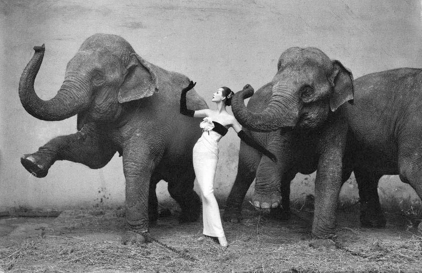 Dovima With Elephants by Richard Avedon.jpg