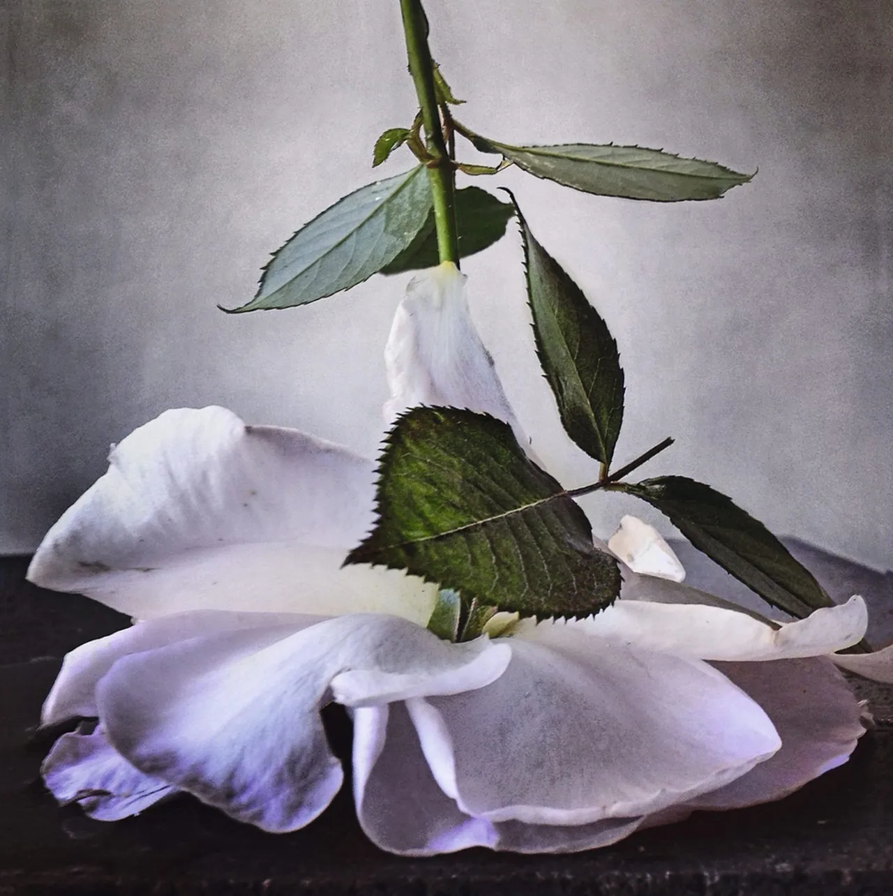 Nickknight Roses Instagram 1